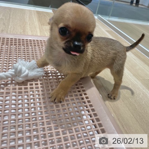 大阪府のチワワ(ロング) (ペットプラス イオン大日店/2025年12月9日生まれ/男の子/レッド)の子犬の3枚目の画像