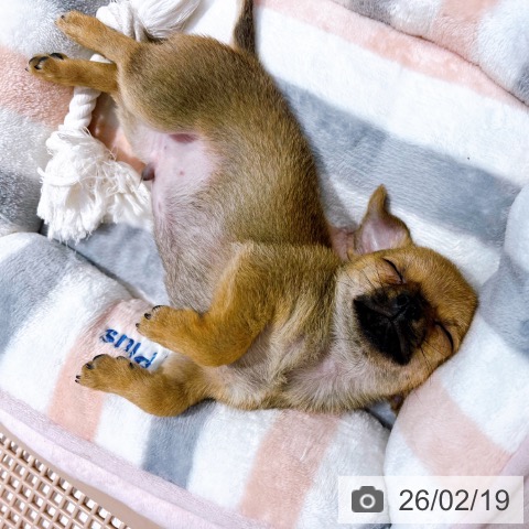 大阪府のチワワ(ロング) (ペットプラス イオン大日店/2025年12月9日生まれ/男の子/レッド)の子犬の3枚目の画像