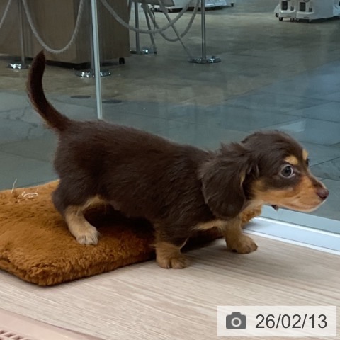 カニーンヘン・ダックスフンドの写真