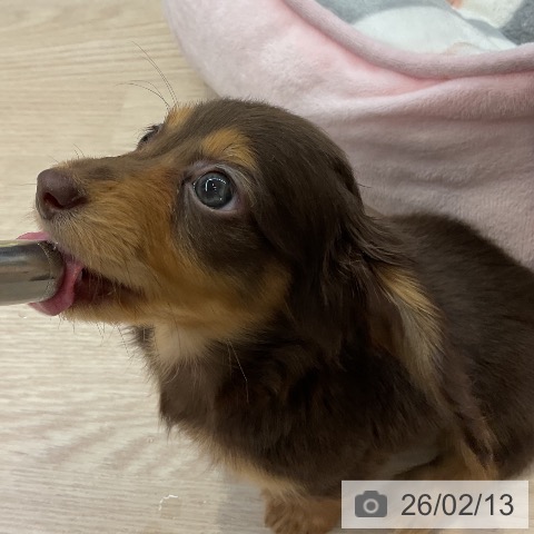 カニーンヘン・ダックスフンドの写真