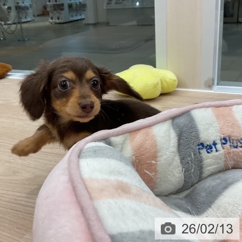 カニーンヘン・ダックスフンドの写真