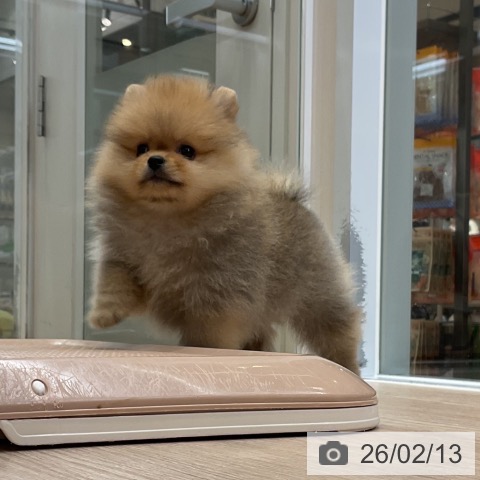 大阪府のポメラニアン (ペットプラス ららぽーと和泉店/2025年12月8日生まれ/男の子/オレンジ)の子犬の4枚目の画像