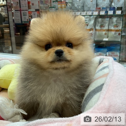 大阪府のポメラニアン (ペットプラス ららぽーと和泉店/2025年12月8日生まれ/男の子/オレンジ)の子犬の3枚目の画像