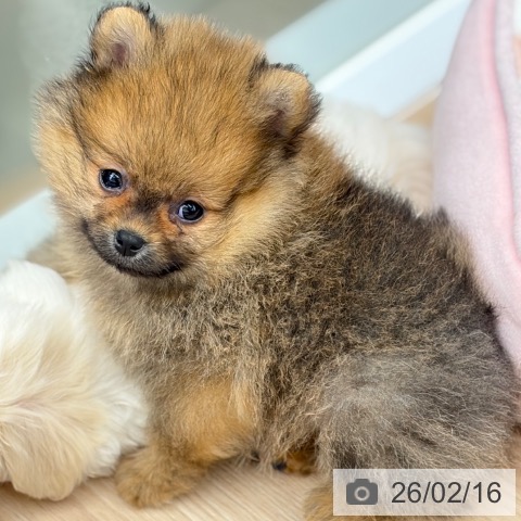 京都府のポメラニアン (ペットプラス 京都桂川店/2025年12月14日生まれ/男の子/オレンジセーブル)の子犬の4枚目の画像