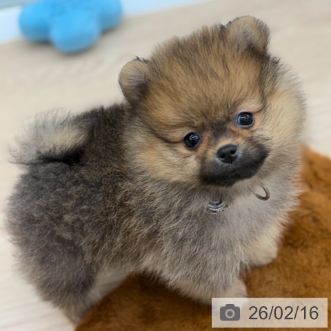 京都府のポメラニアン (ペットプラス 京都桂川店/2025年12月14日生まれ/男の子/オレンジセーブル)の子犬の3枚目の画像