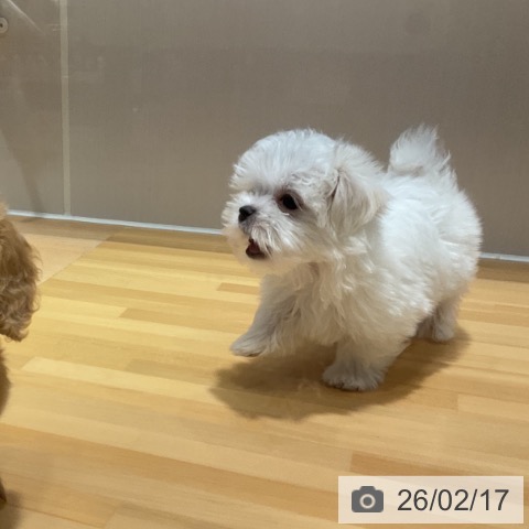 奈良県のマルチーズ (ペットプラス 大和郡山店/2025年12月17日生まれ/男の子/ホワイト)の子犬の3枚目の画像