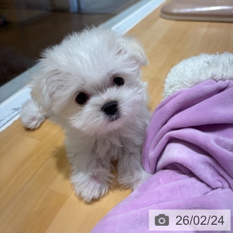 奈良県のマルチーズ (ペットプラス 大和郡山店/2025年12月17日生まれ/男の子/ホワイト)の子犬の3枚目の画像