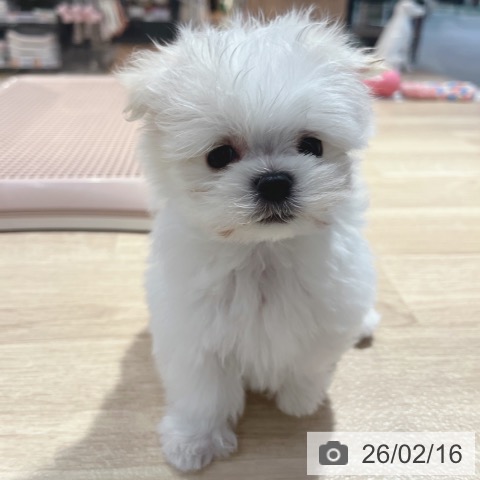 マルチーズの写真