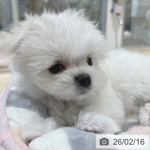 マルチーズの写真