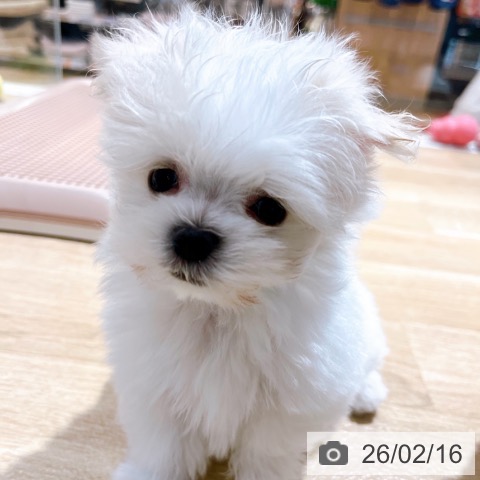 マルチーズの写真