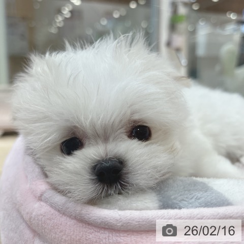 マルチーズの写真