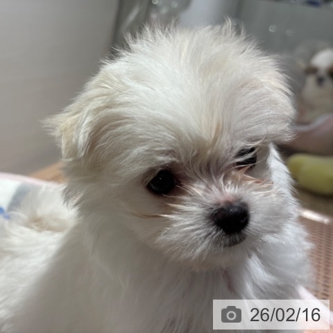 兵庫県のマルチーズ (ペットプラス 神戸三宮店/2025年12月17日生まれ/女の子/ホワイト)の子犬の4枚目の画像