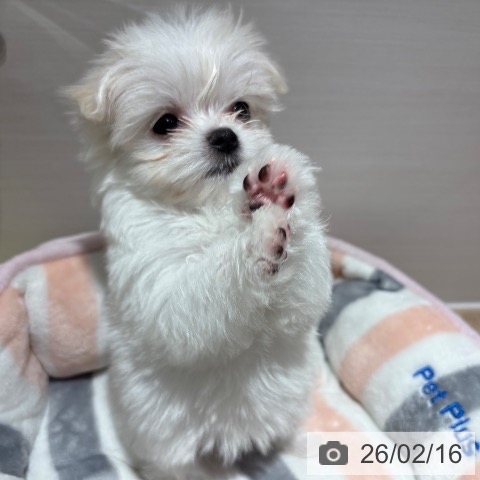 兵庫県のマルチーズ (ペットプラス 神戸三宮店/2025年12月17日生まれ/女の子/ホワイト)の子犬の3枚目の画像