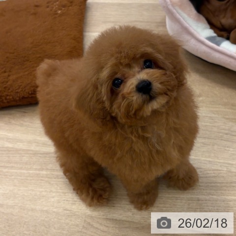 トイ・プードルの写真