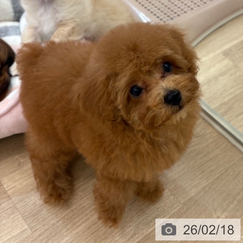 トイ・プードルの写真