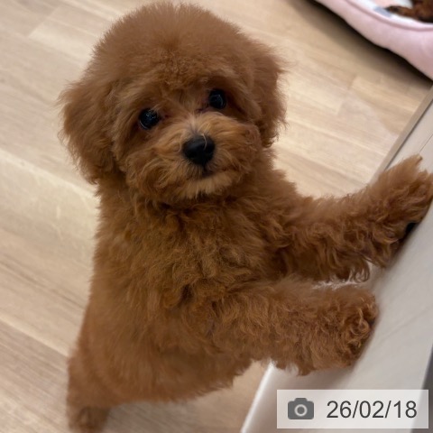 トイ・プードルの写真