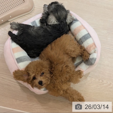 大阪府のトイプードル(トイ) (ペットプラス 松原店/2025年12月9日生まれ/男の子/レッドフォーン)の子犬の4枚目の画像