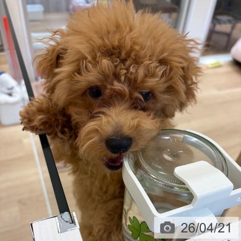 トイ・プードルの写真