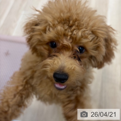 トイ・プードルの写真