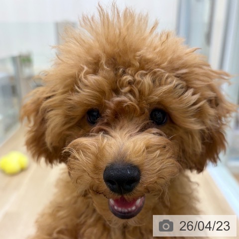 トイ・プードルの写真