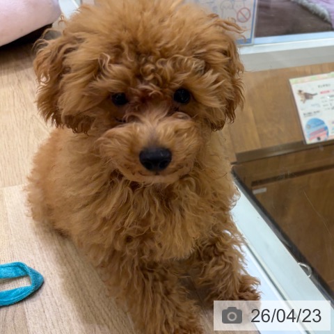 トイ・プードルの写真