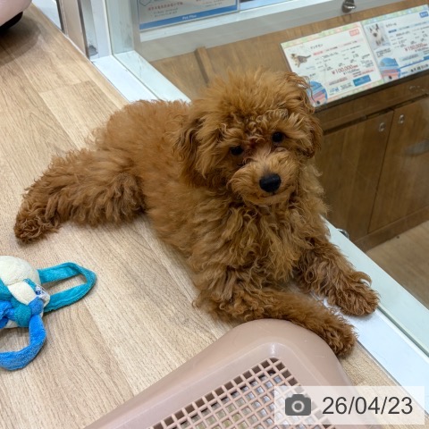 トイ・プードルの写真