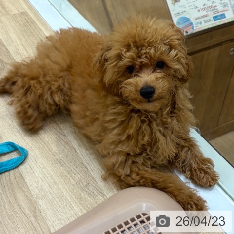 トイ・プードルの写真