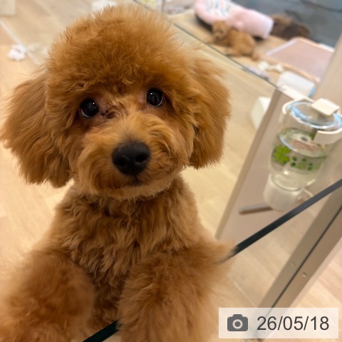 大阪府のトイプードル(トイ) (ペットプラス 堺北花田店/2025年12月9日生まれ/男の子/レッドフォーン)の子犬の4枚目の画像