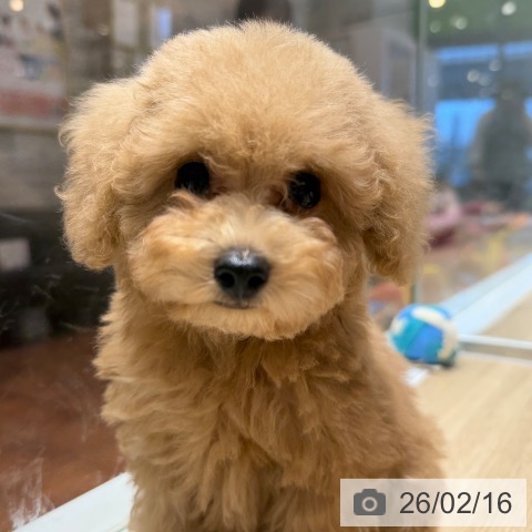 トイ・プードルの写真