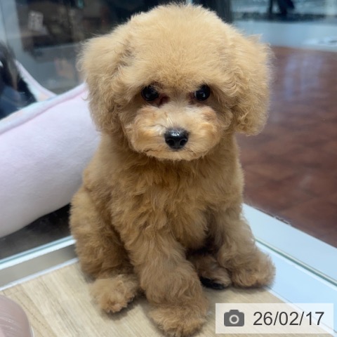 トイ・プードルの写真