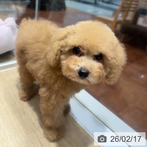 トイ・プードルの写真