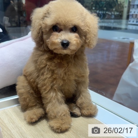 トイ・プードルの写真