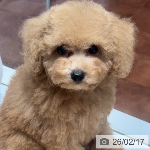 トイ・プードルの写真