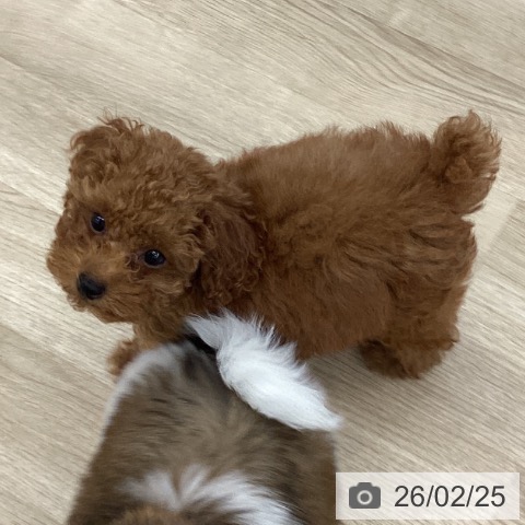 大阪府のトイプードル(トイ) (ペットプラス りんくう泉南店/2025年12月13日生まれ/男の子/レッドフォーン)の子犬の4枚目の画像