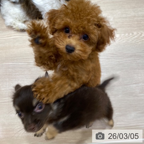 大阪府のトイプードル(トイ) (ペットプラス 堺鉄砲町店/2025年12月13日生まれ/男の子/レッドフォーン)の子犬の4枚目の画像