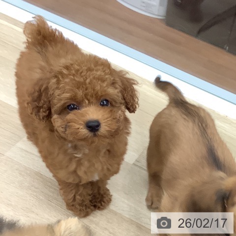 トイ・プードルの写真