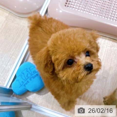 トイ・プードルの写真