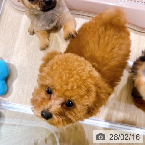 トイ・プードルの写真