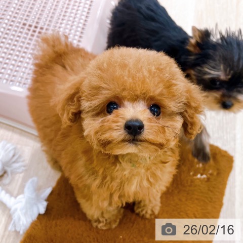 トイ・プードルの写真