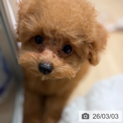 大阪府のトイプードル(トイ) (ペットプラス イオン大日店/2025年12月13日生まれ/男の子/レッドフォーン)の子犬の3枚目の画像