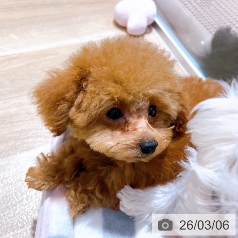 大阪府のトイプードル(トイ) (ペットプラス イオン大日店/2025年12月13日生まれ/男の子/レッドフォーン)の子犬の4枚目の画像