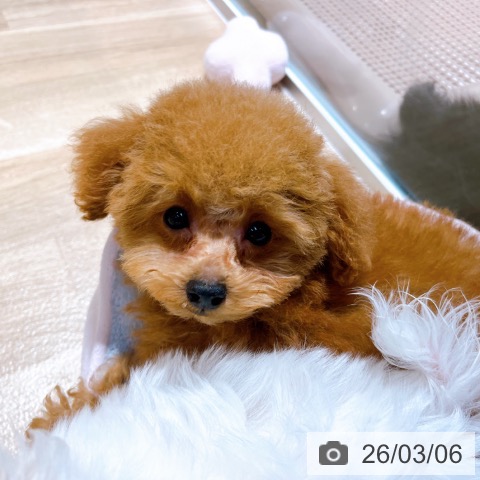 大阪府のトイプードル(トイ) (ペットプラス イオン大日店/2025年12月13日生まれ/男の子/レッドフォーン)の子犬の3枚目の画像