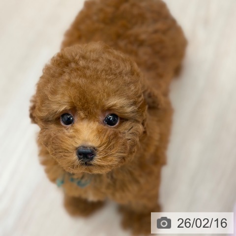 京都府のトイプードル(トイ) (ペットプラス 京都桂川店/2025年12月13日生まれ/男の子/レッドフォーン)の子犬の3枚目の画像