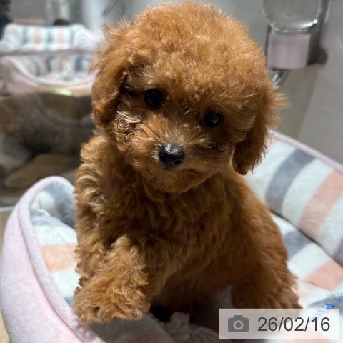 兵庫県のトイプードル(トイ) (ペットプラス 神戸三宮店/2025年12月13日生まれ/男の子/レッドフォーン)の子犬の4枚目の画像