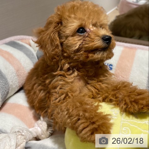 兵庫県のトイプードル(トイ) (ペットプラス 神戸三宮店/2025年12月13日生まれ/男の子/レッドフォーン)の子犬の3枚目の画像