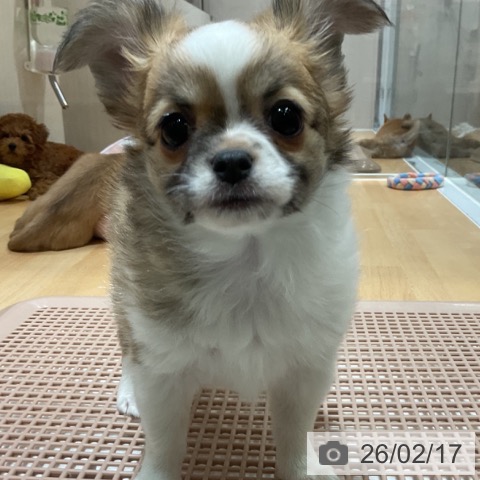 奈良県のチワワ(ロング) (ペットプラス 大和郡山店/2025年12月15日生まれ/女の子/レッドホワイト)の子犬の4枚目の画像