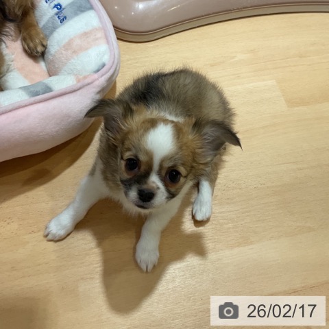 奈良県のチワワ(ロング) (ペットプラス 大和郡山店/2025年12月15日生まれ/女の子/レッドホワイト)の子犬の3枚目の画像