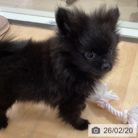 ポメラニアンの写真