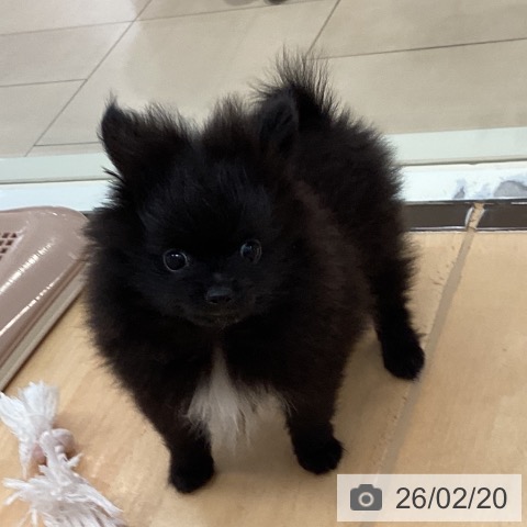 ポメラニアンの写真