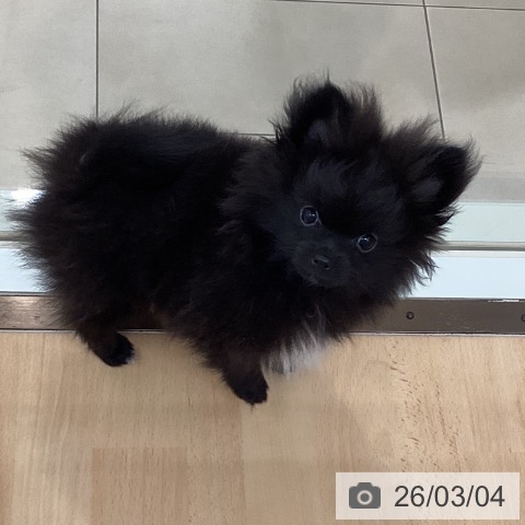 新潟県のポメラニアン (ペットプラス 新潟青山店/2025年12月12日生まれ/男の子/ブラックホワイト)の子犬の3枚目の画像
